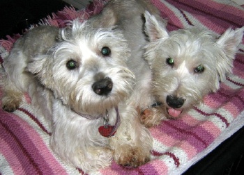 Kenne and Gilley - WestieMed Recipient July 2008