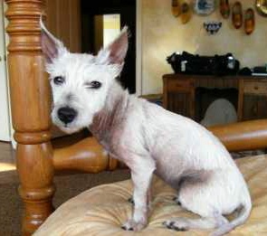 Lily - WestieMed Recipient December 2009