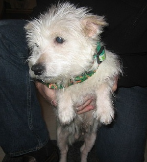 Lucy - WestieMed Recipient December 2009