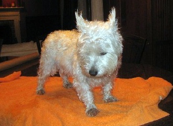 Maggie - WestieMed Recipient March 2008