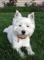 Maggie - WestieMed Recipient March 2008