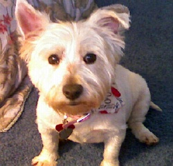 Millicent - WestieMed Recipient March 2008