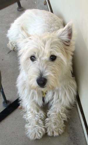 Misty - WestieMed Recipient December 2009