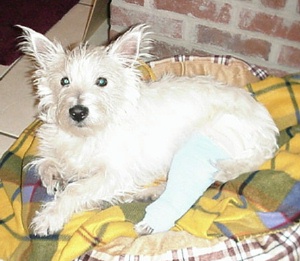 Odie - WestieMed Recipient January 2009