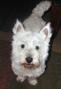 Tavish McPeanut - WestieMed Recipient May 2009