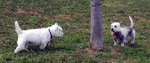 Tavish McPeanut - WestieMed Recipient May 2009