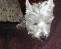 Tavish McPeanut - WestieMed Recipient May 2009