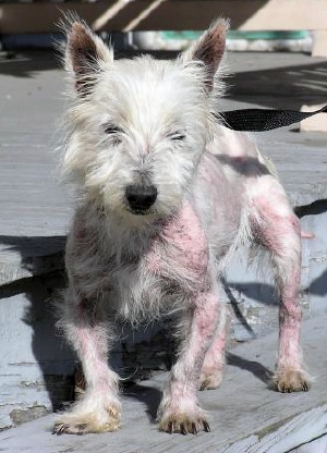 Ralph - WestieMed Recipient December 2009