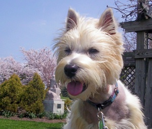 Robbie - WestieMed Recipient March 2008