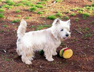 Robbie - WestieMed Recipient March 2008