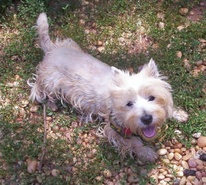 Robbie - WestieMed Recipient March 2008