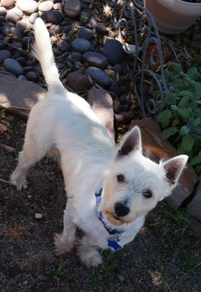 Scrappy - WestieMed Recipient June 2009