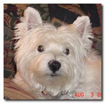 Brodie - WestieMed Recipient August 2001