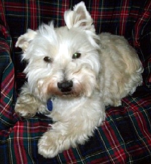 Sugar - WestieMed Recipient October 2009