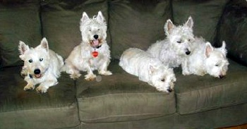 Tavish McPeanut - WestieMed Recipient May 2009