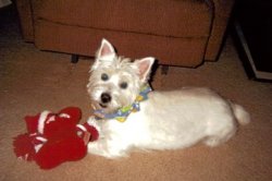 Taz - WestieMed Recipient July 2009