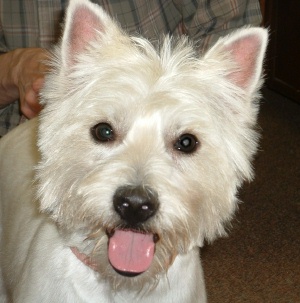 Taz - WestieMed Recipient July 2009