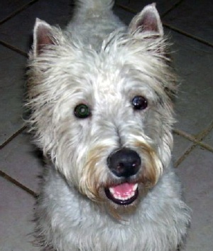 Westley - WestieMed Recipient December 2008