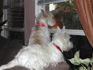 Tavish McPeanut - WestieMed Recipient May 2009