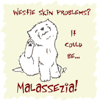 Westie Skin Problems?  it could be Malassezia!