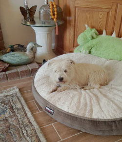 Abby - WestieMed Recipient 