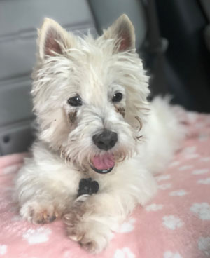 Lily - WestieMed Recipient