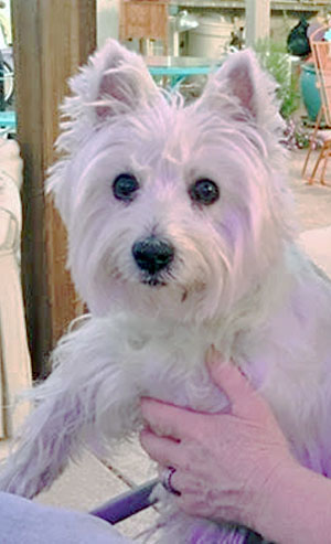 Molly - WestieMed Recipient