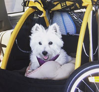 Molly - WestieMed Recipient