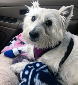 Molly - WestieMed Recipient