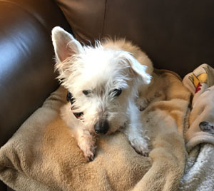 Dagwood - WestieMed Recipient