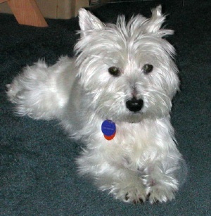 Dutchess - WestieMed Recipient