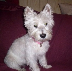 Dutchess - WestieMed Recipient