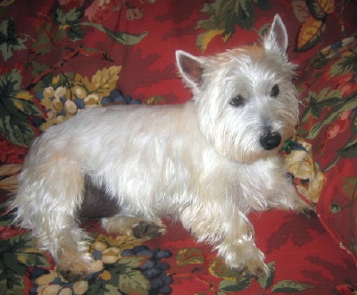 Lucy - WestieMed Recipient