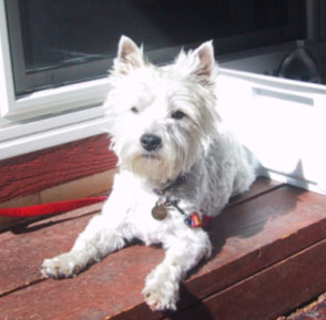 Libby - WestieMed Recipient