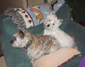 Libby - WestieMed Recipient