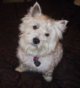 Libby - WestieMed Recipient