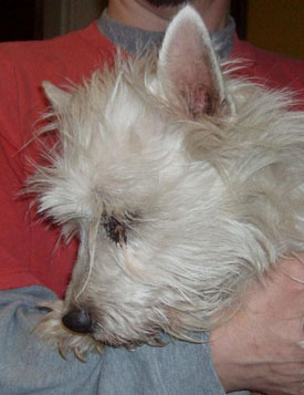 Valentino - WestieMed Recipient